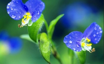 Counseling and Psychotherapy Services for the North Shore and Chicago
